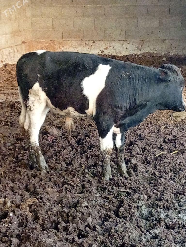 Okuz - Бахарден - img 1