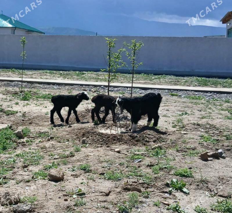 owlak guzy cewis goyun geci - Гёкдепе - img 1