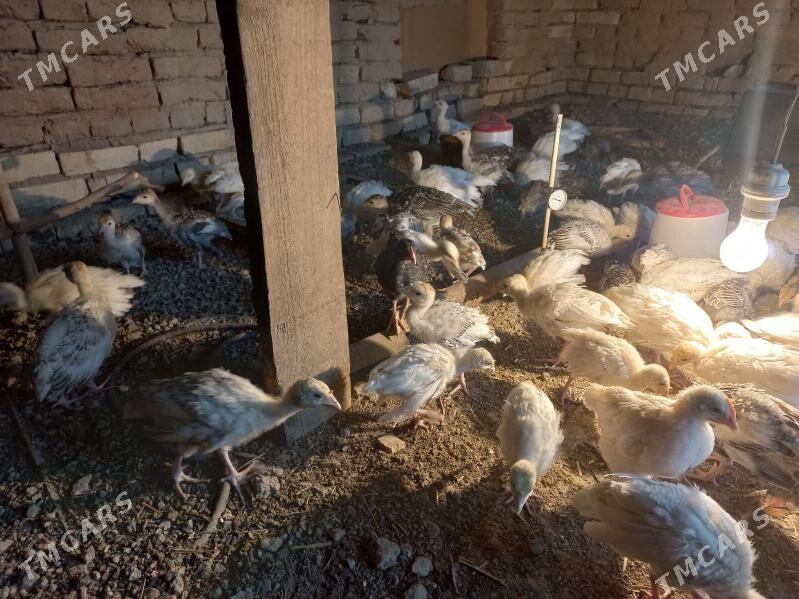 Induk jüje - Мары - img 1