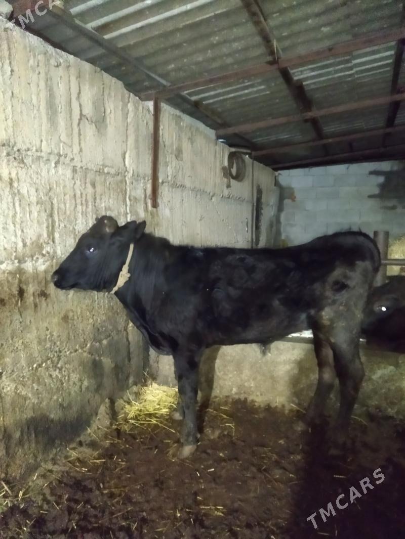 okuz - Бузмеин - img 1