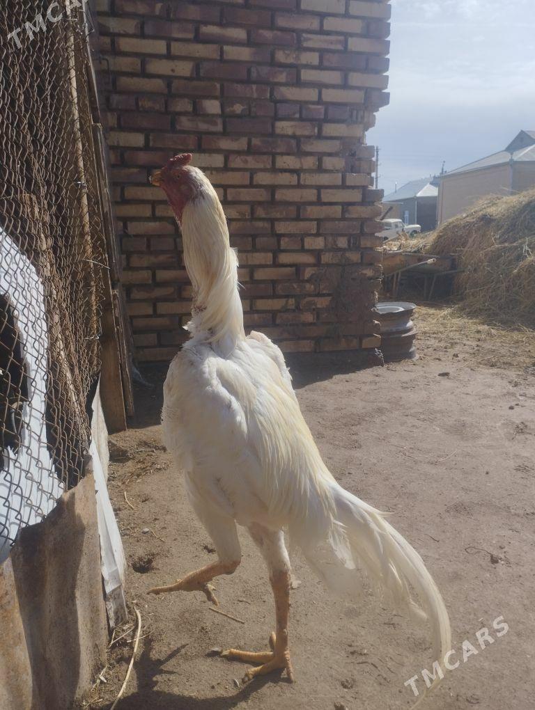 baýes - Векильбазар - img 1