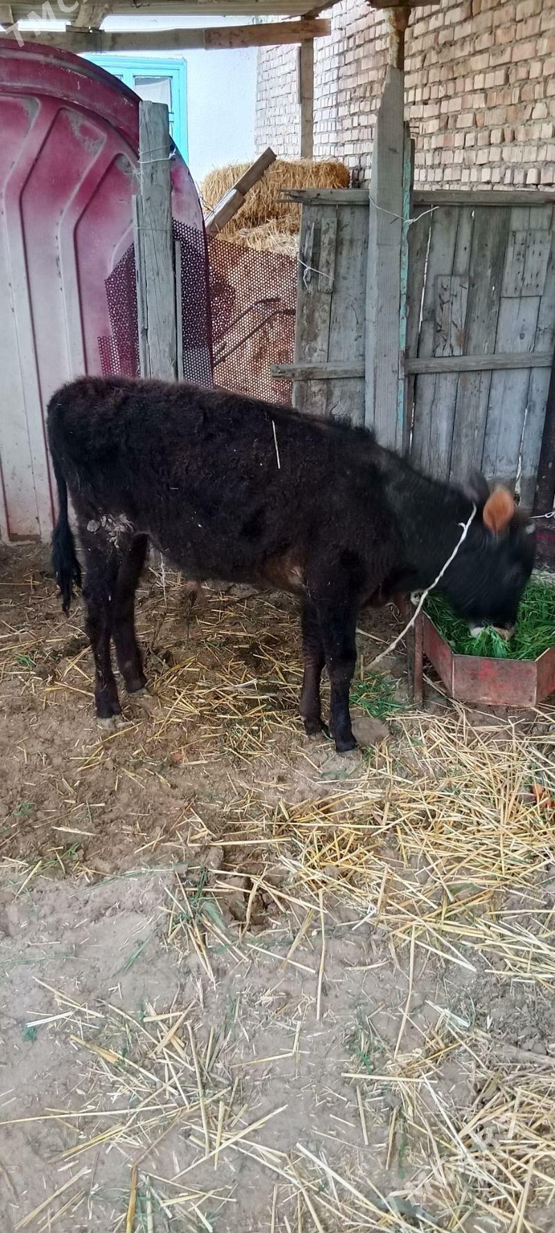 okuz - Бахарден - img 1