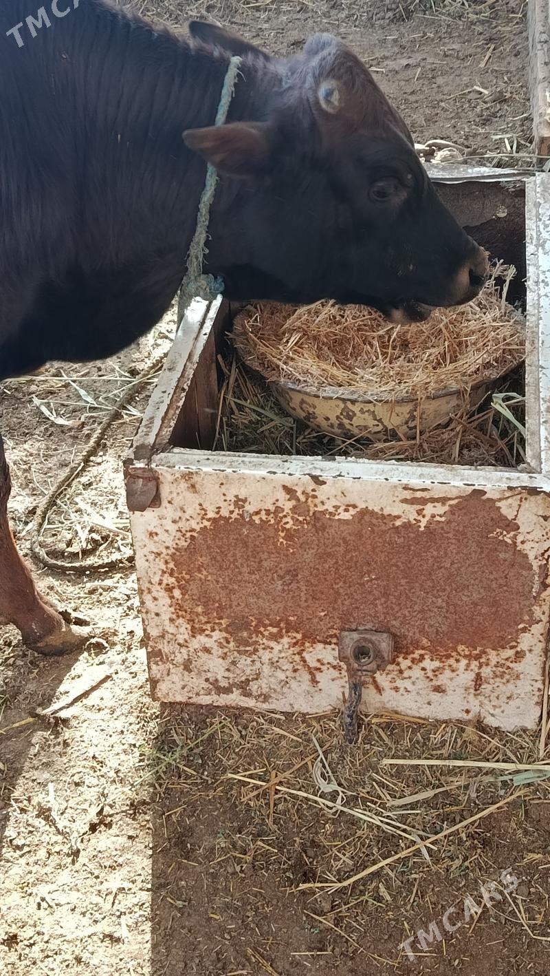 Пародны окуз - Чарджоу - img 1