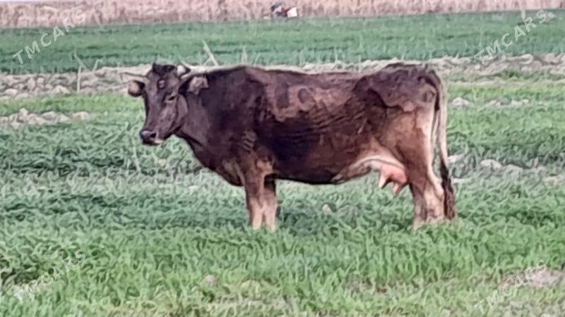 göleli sygyr - Gyzylarbat - img 1