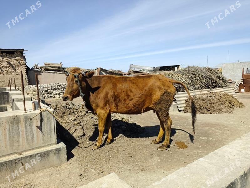 Gysyr Sygyr - Туркменабат - img 1