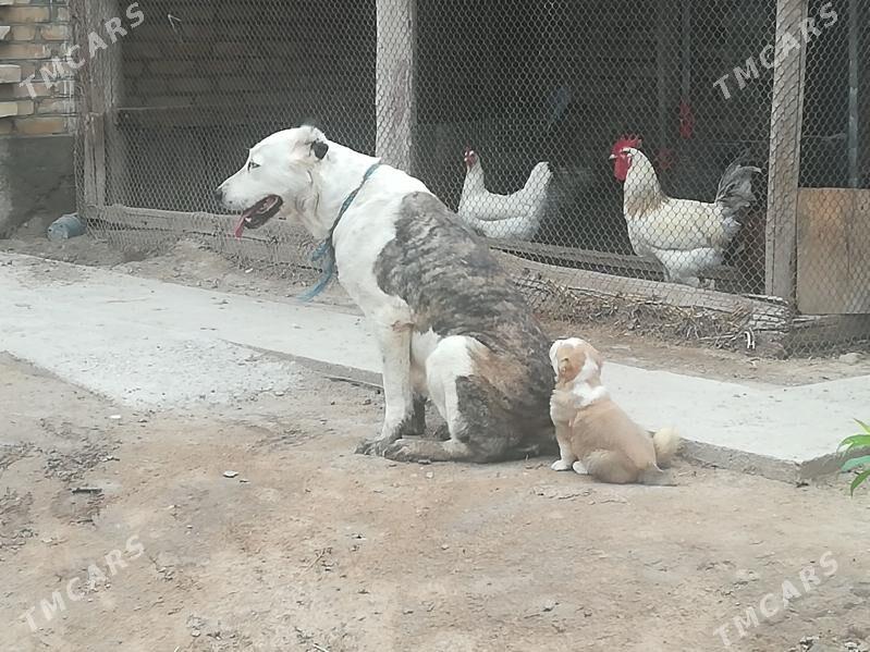 алабай - Чарджоу - img 1