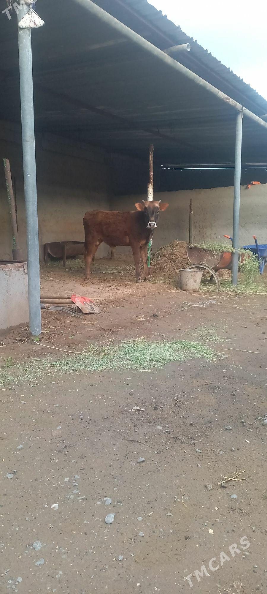 okuz - Ашхабад - img 1