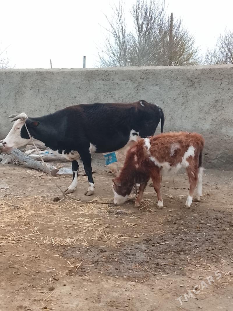 sygyr - Берекет - img 1