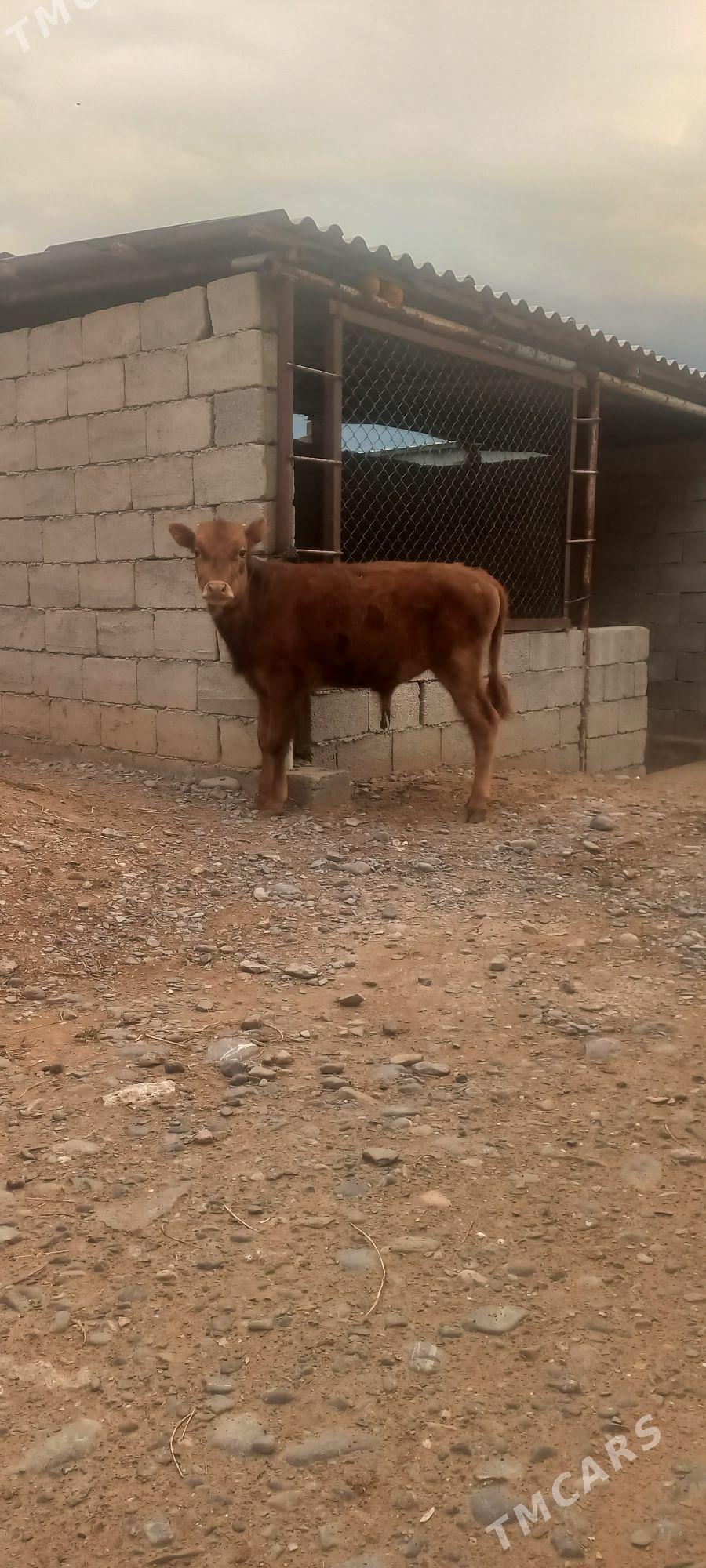 okuz sibes! - Aşgabat - img 1