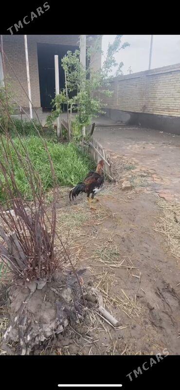 Бабай   Кукуруз - Çärjew - img 1