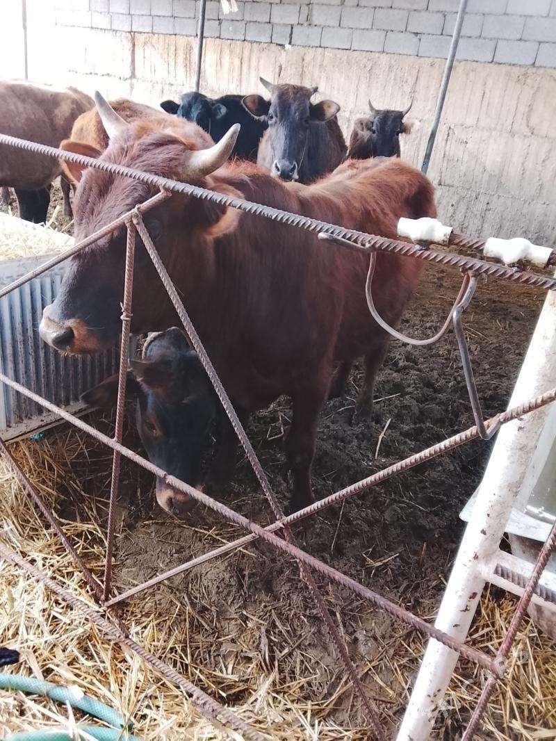 Okuz we tuwe - Büzmeýin - img 1