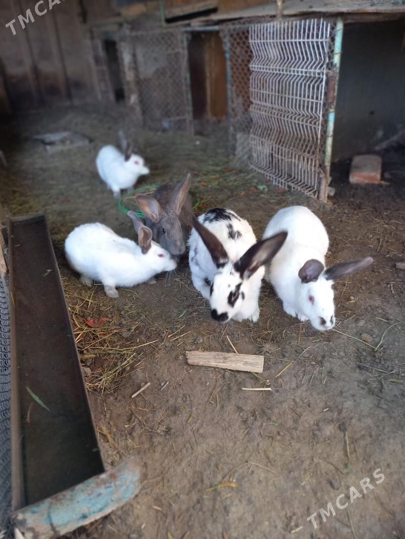 Towsan кролик - Bagyr - img 1