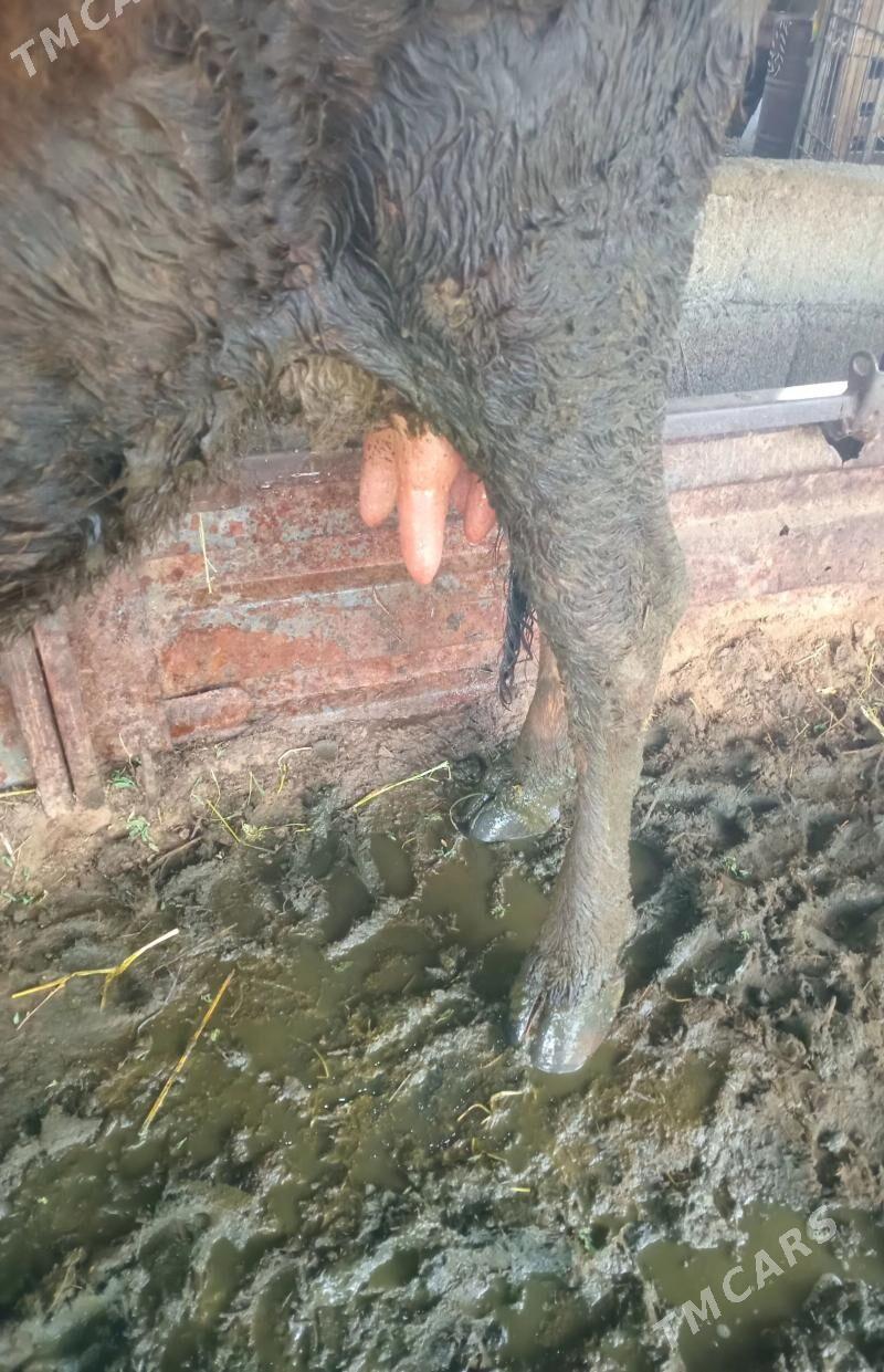 goleli sygyr - Яшлык - img 1