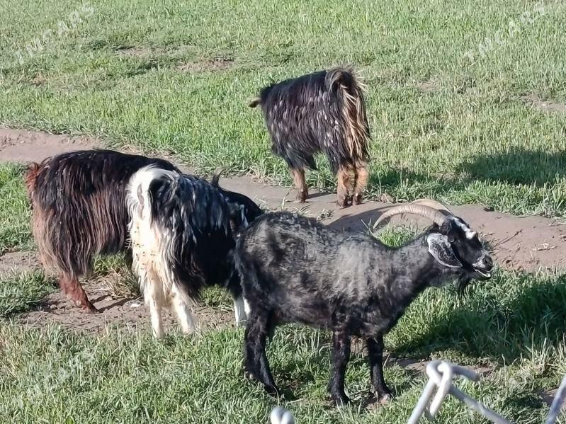 Ulakan Owlakly Geçi gysyr geç - Бабадайхан - img 1