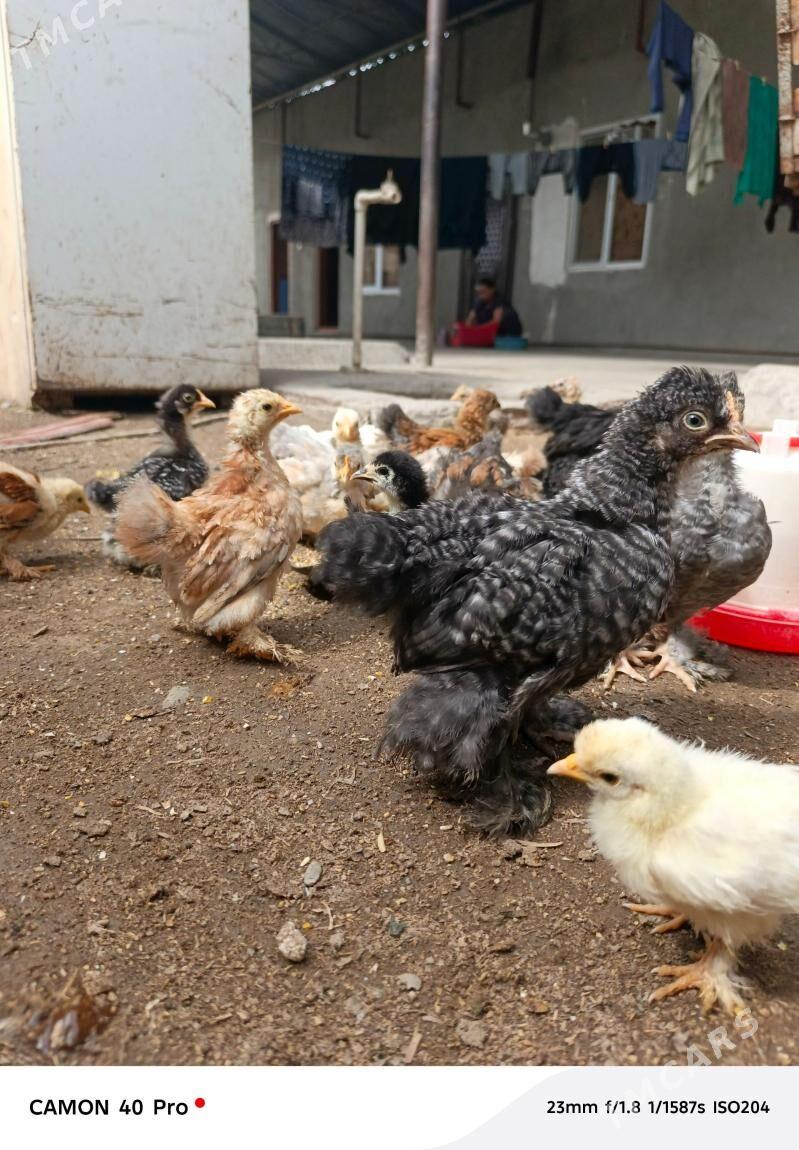 karlik kohun hey juje - Бузмеин - img 1