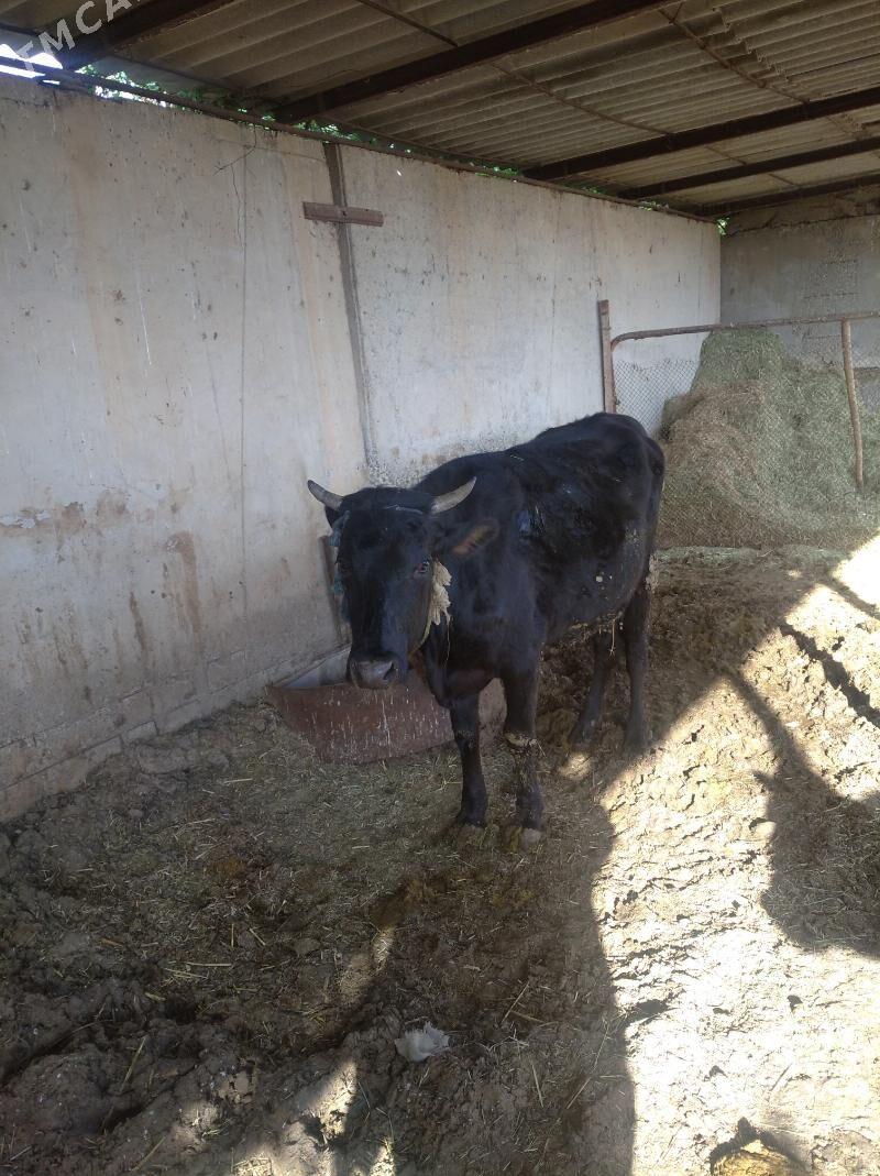 sygyr 8 ay - Tejen - img 1