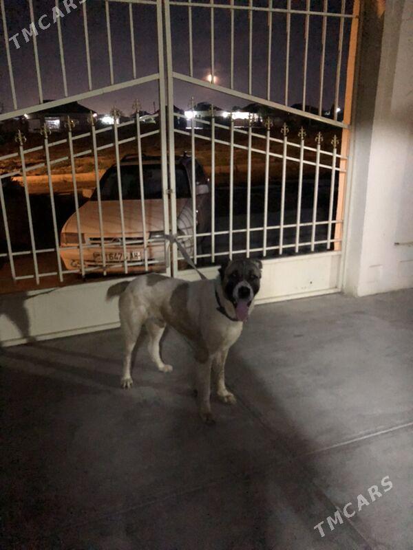 Turkmen alabay ıt gujık - Ашхабад - img 1