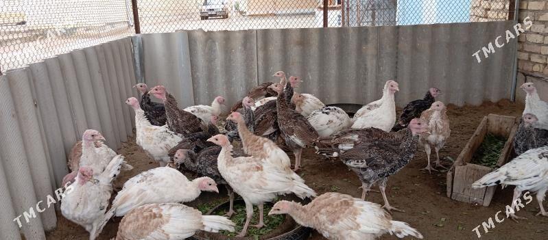 induk - Murgap - img 1