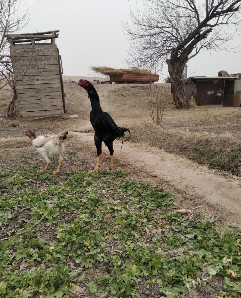 baysow yumurtga - Фарап - img 1