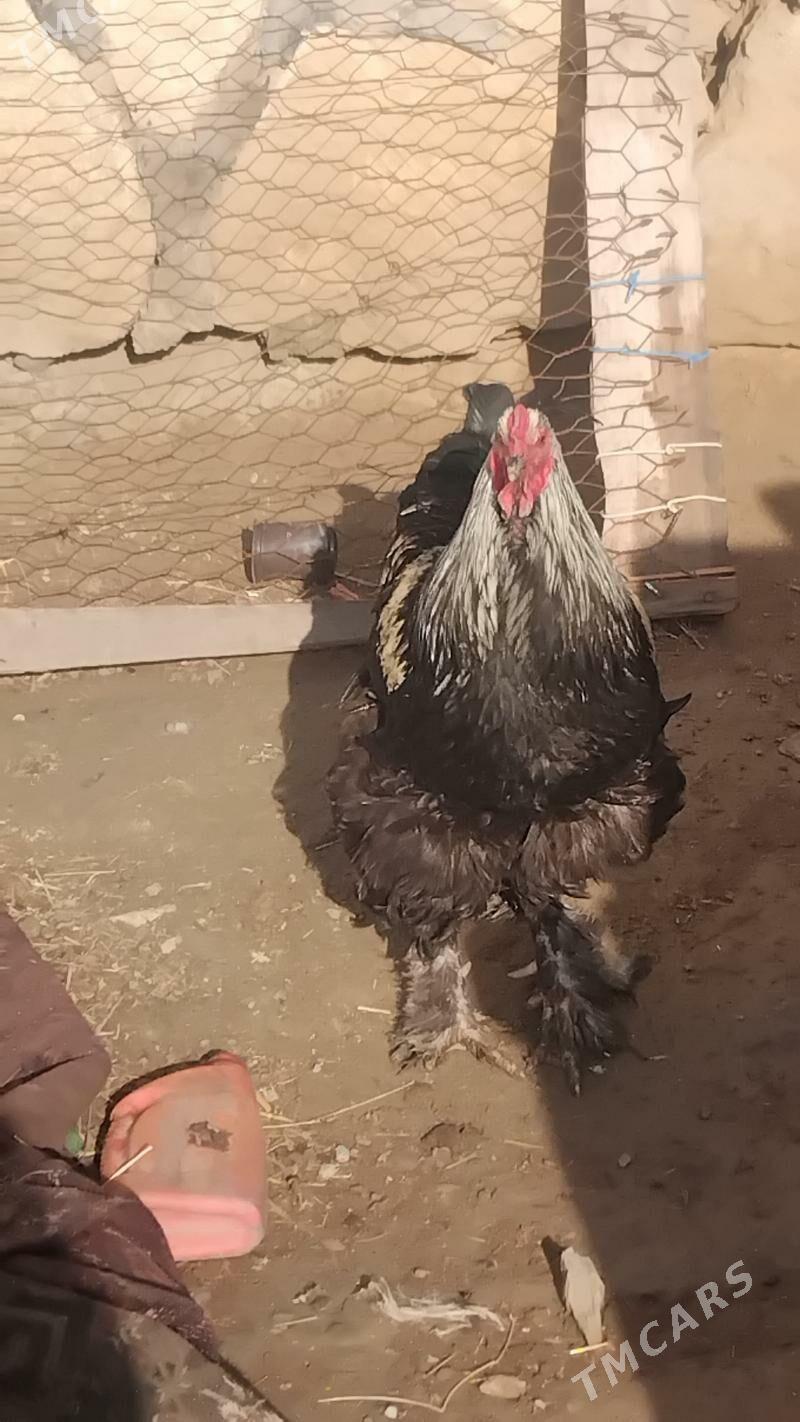 horaz - Gyzylarbat - img 1