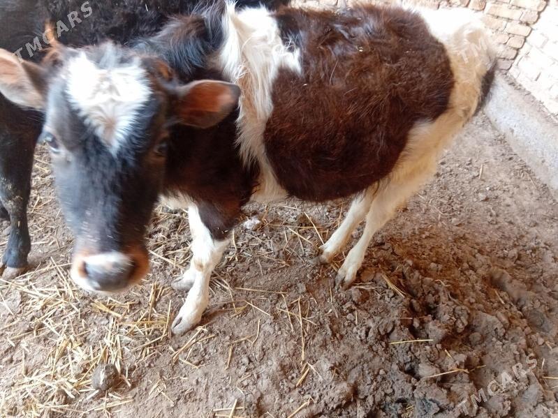 tùwe - Бабадайхан - img 1