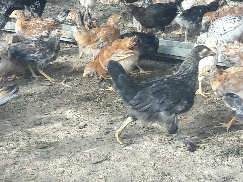 товук жуйже - Sakarçäge - img 1