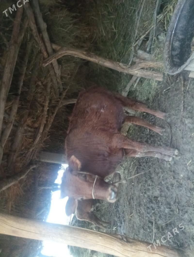 gacar bakylgy - Köneürgenç - img 1