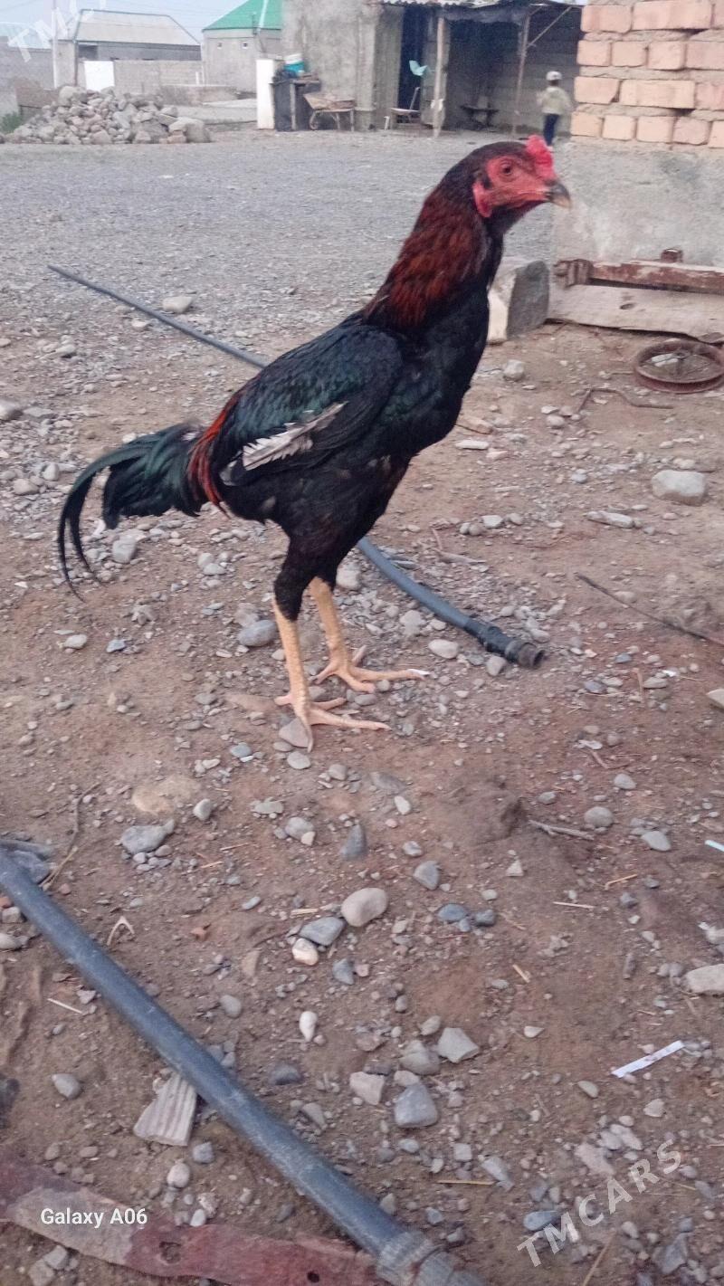 taskent - Bäherden - img 1