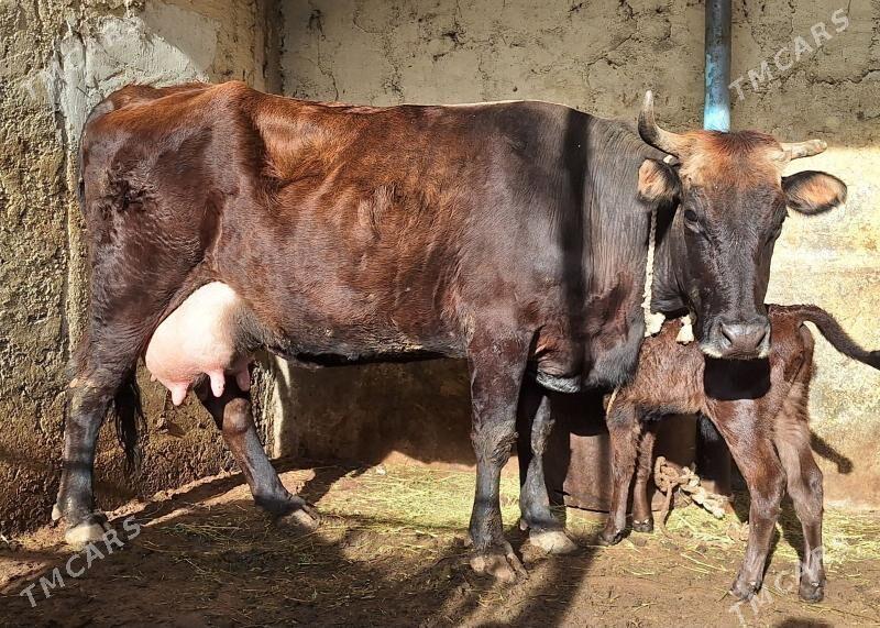 Göleli sygyr - Aşgabat - img 1