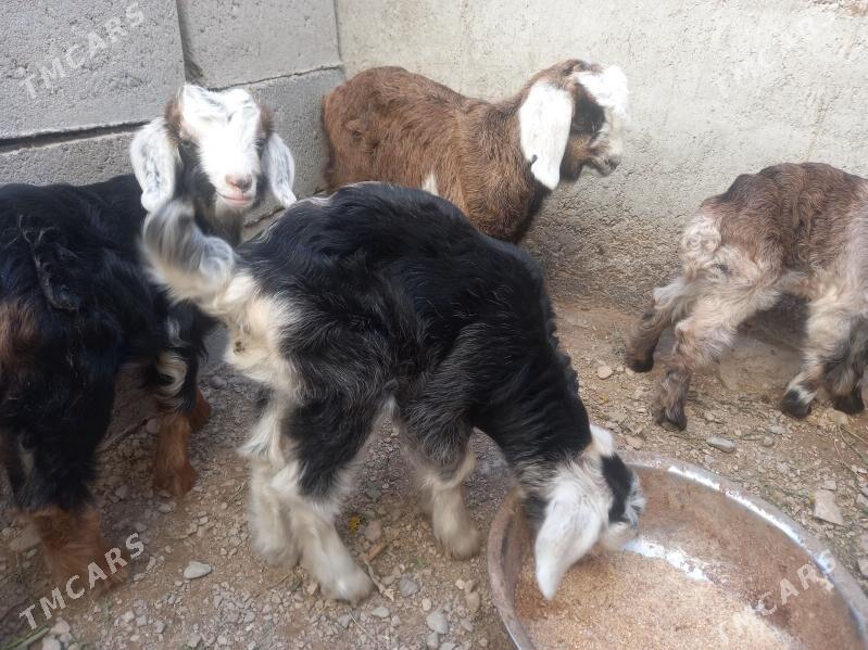 owlak - Balkanabat - img 1