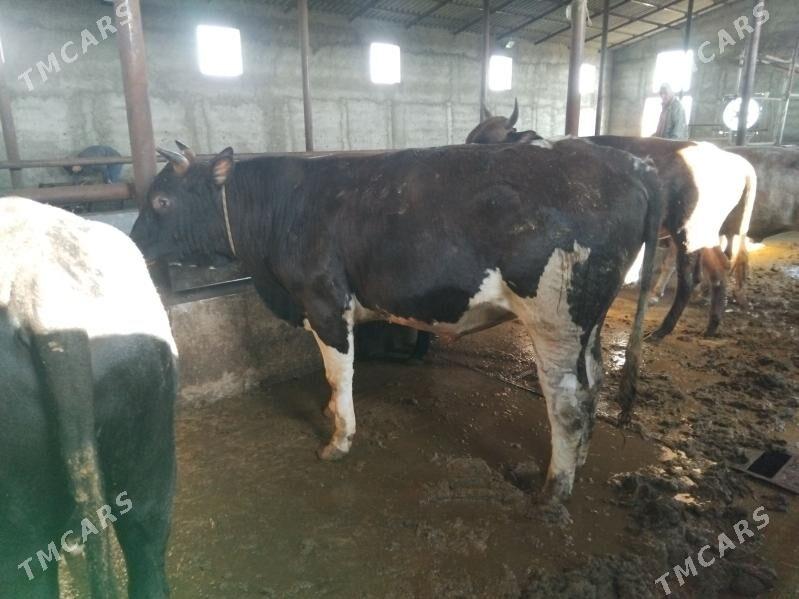 okuz - Ýaşlyk - img 1