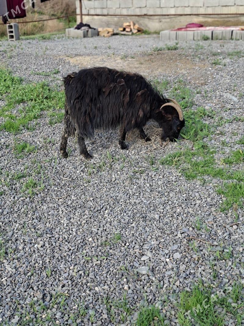 ekiz owlakly geci - Gökdepe - img 1