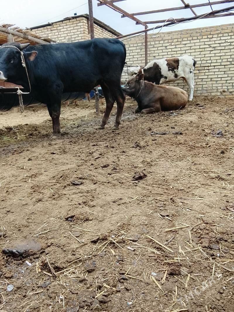 okuz - Мары - img 1