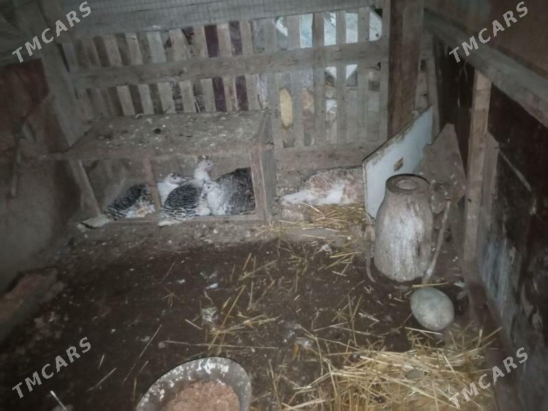 kurk undiklar - Türkmenabat - img 1