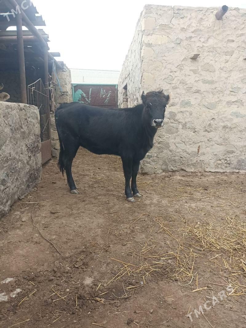 Gacar - Bereket - img 1