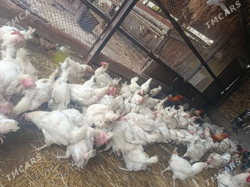 ak towuk - Çärjew - img 1