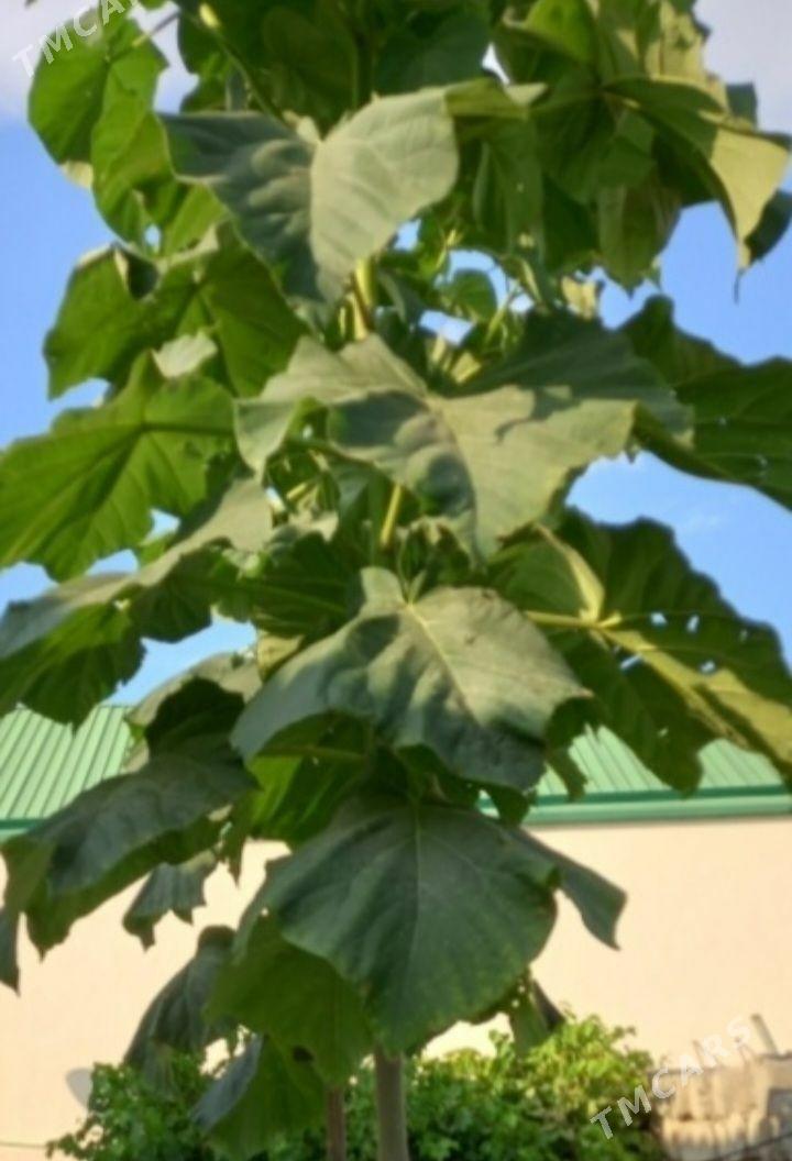 pawlownya павловния - Ашхабад - img 1