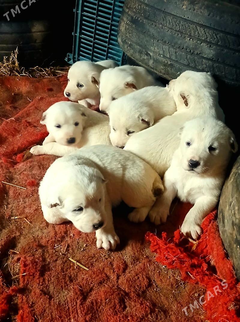 TÜRKMEN GÜJiKLER - Gurbansoltan Eje - img 1