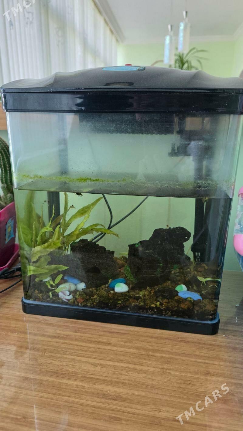 Аквариум для рыбок (19л) - Мир 2 - img 1