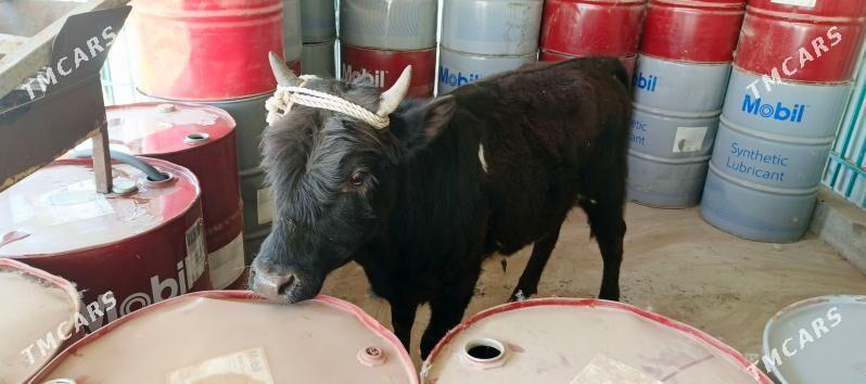 okuz - Тязе заман - img 1