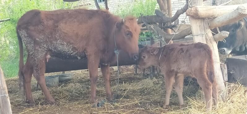 саглык сыгыр - Дянев - img 1