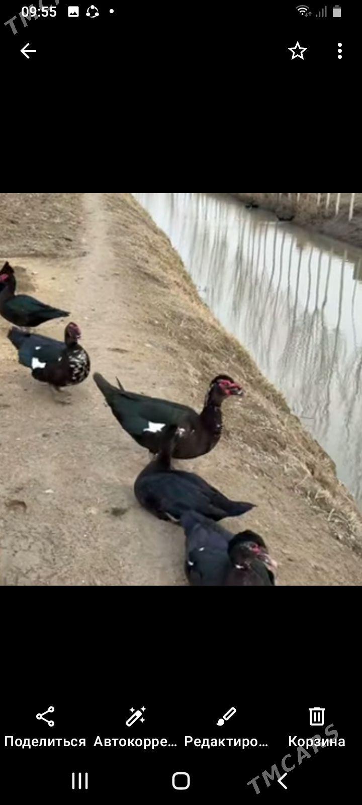 undusge - Губадаг - img 1