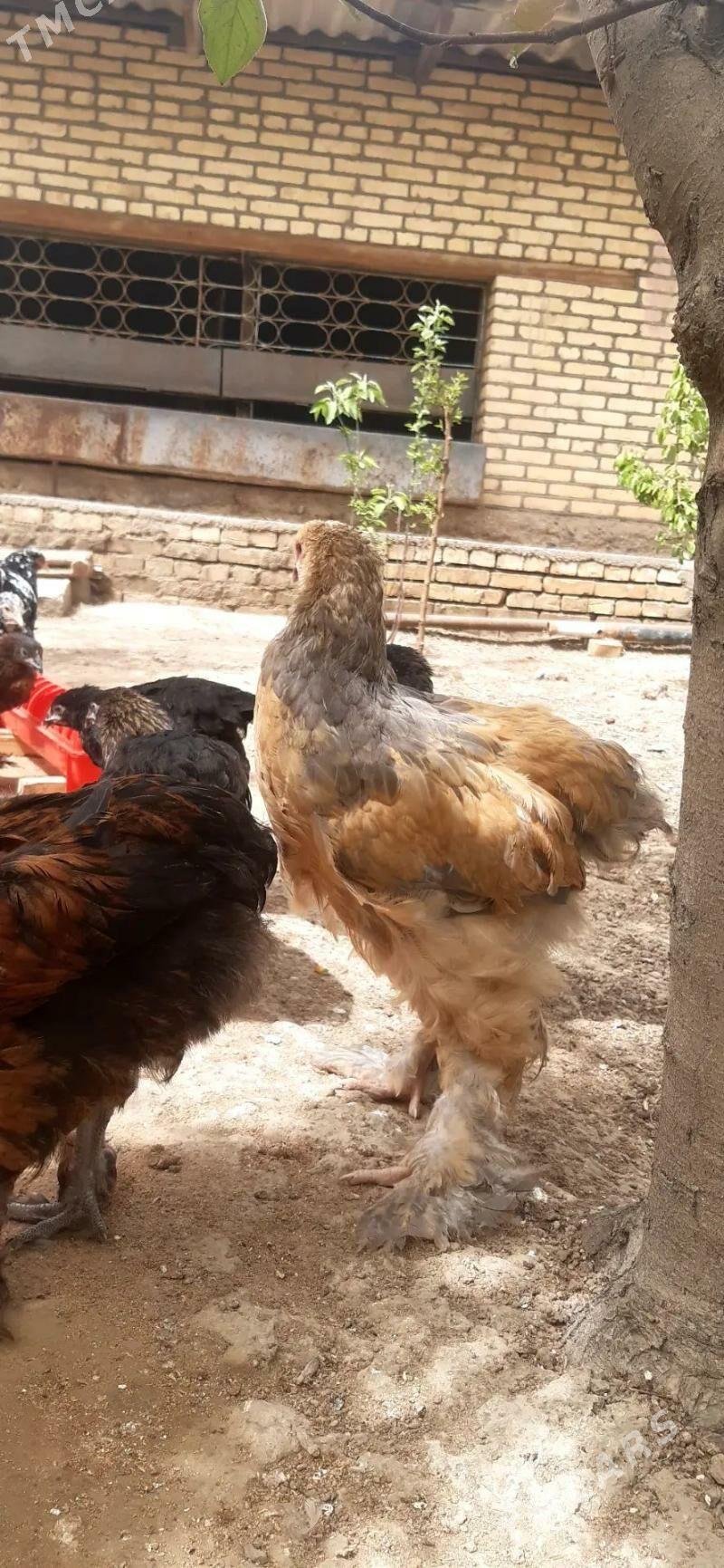 брама жуйжелер - Mary - img 1