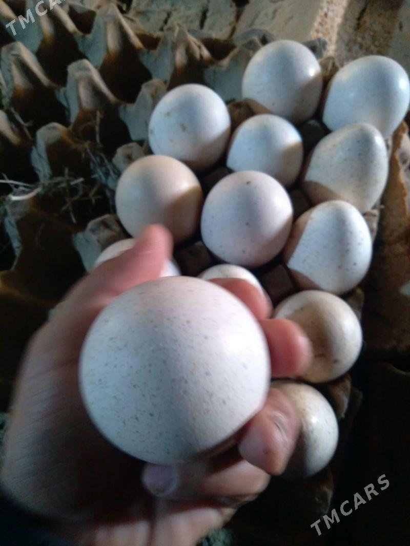 indugun yumurtgasy - Бахарден - img 1