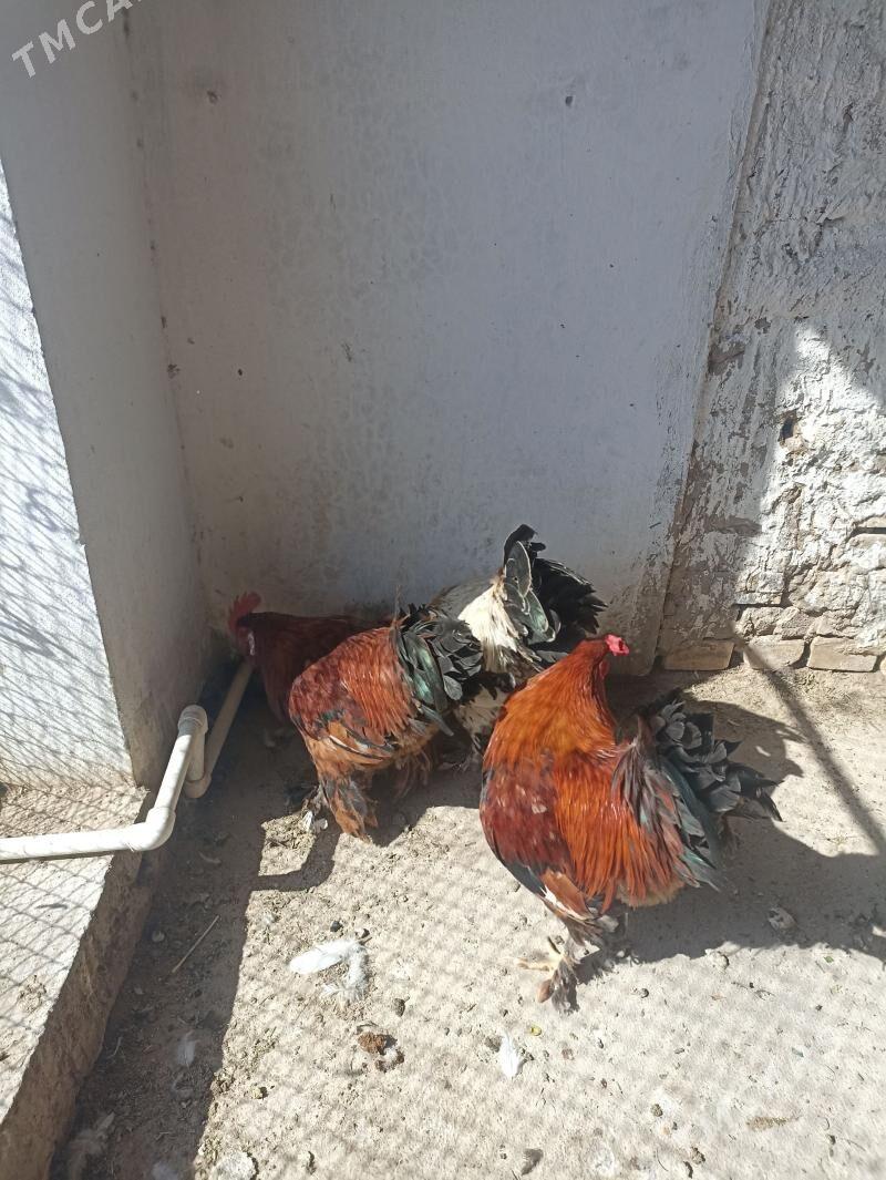 болгарский хораз - Мары - img 1