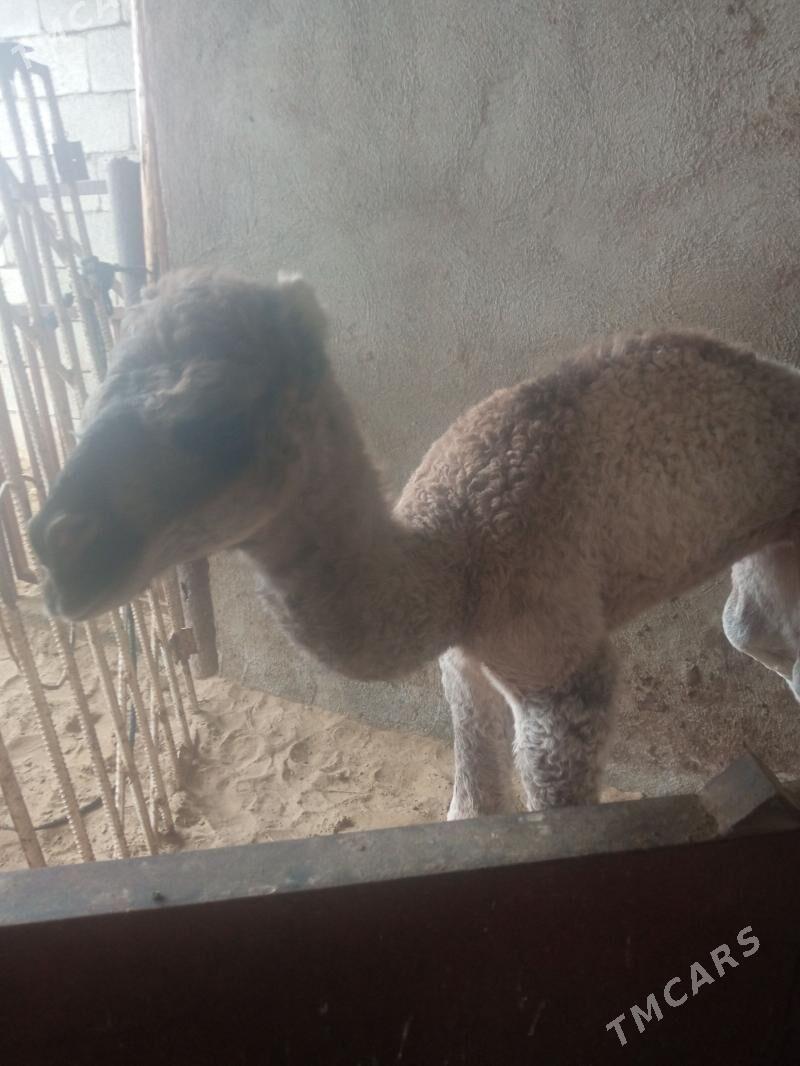 köşek - Херрикгала - img 1