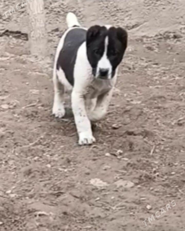 Alabay - Дашогуз - img 1