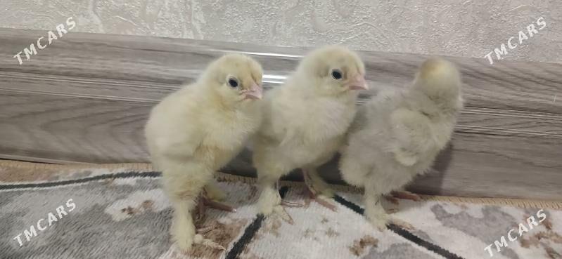 Brama Lewanda - Чоганлы - img 1