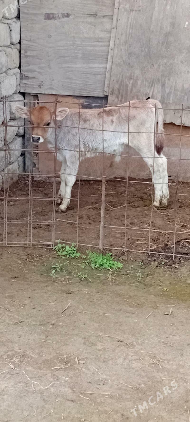 ÖKÜZ ŞWES TOHUM - Бузмеин - img 1