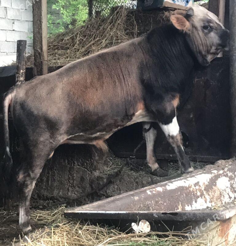 okuz - Aşgabat - img 1